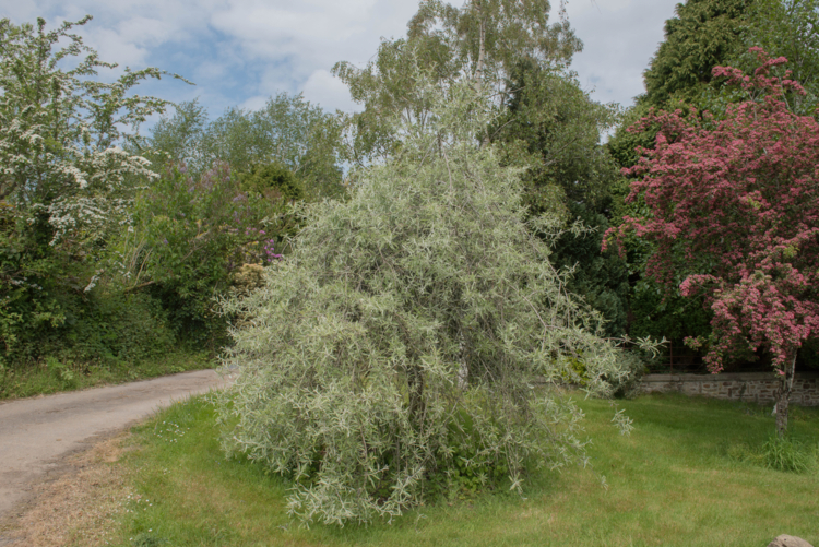 pyrus salicifolia pendula - pcturner71 -Edit les plus beaux arbres pleureurs
