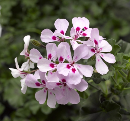 31319_GeraniumsLabelRouge - -Edit 23 géraniums Label Rouge