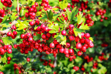calendrier lunaire du 10 janvier 2022