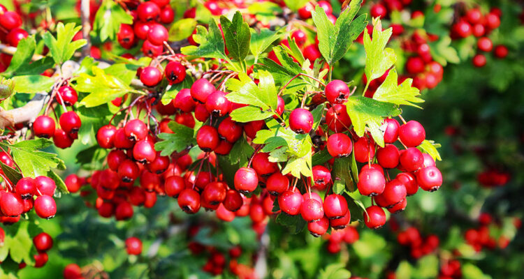 calendrier lunaire du 10 janvier 2022