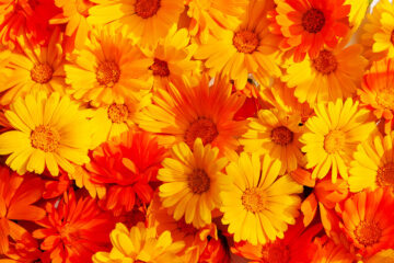 calendrier lunaire du 29 janvier 2022