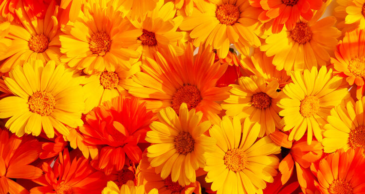 calendrier lunaire du 29 janvier 2022