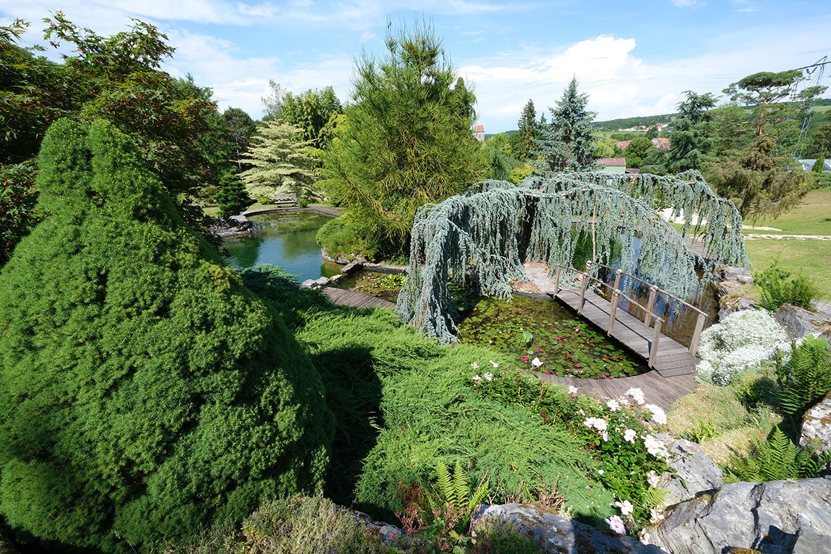 cedre pleureur - Cedrus atlantica glauca Pendula - - Cryptomeria japonica 'Araucarioides' - piscine naturelle-Jardins aquatiques Acorus-Didier Hirsch-1200x800_DSF0942Cor les plus beaux arbres pleureurs