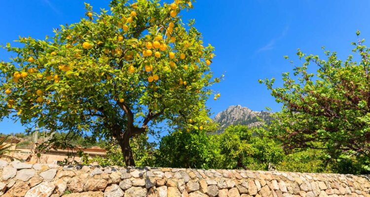 Citronnier à Majorque - Baléares