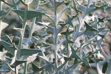 Colletia cruciata - colletia en croix