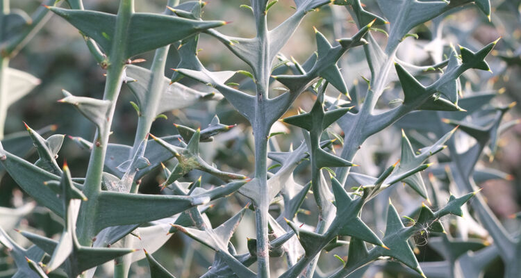 Colletia cruciata - colletia en croix