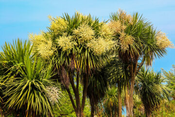 Tout sur la cordyline