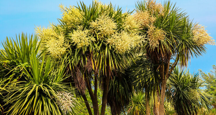 Tout sur la cordyline