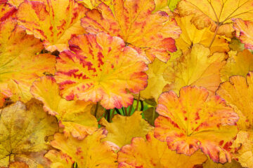 la rhubarbe indienne