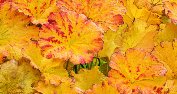 la rhubarbe indienne