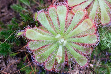calendrier lunaire du 5 janvier 2022