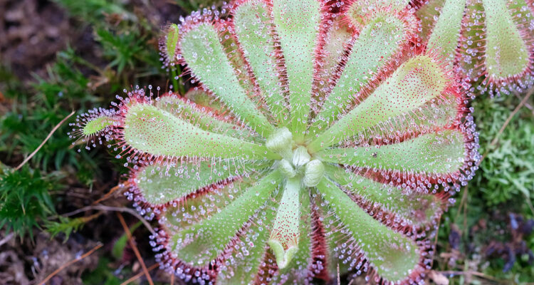 calendrier lunaire du 5 janvier 2022