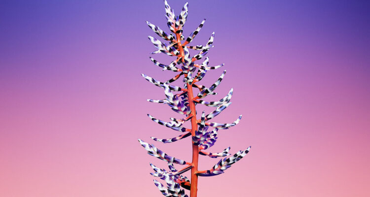 calendrier lunaire du 9 janvier 2022