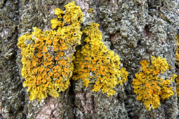 calendrier lunaire du 23 janvier 2022