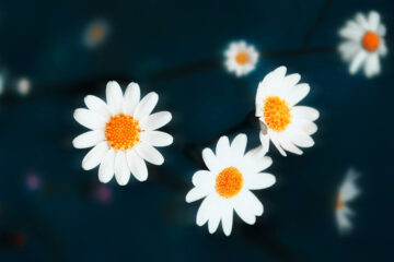 calendrier lunaire du 22 janvier 2022