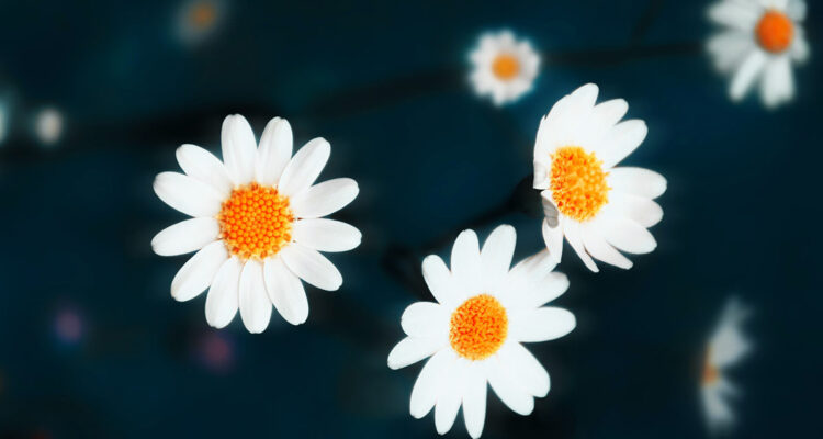 calendrier lunaire du 22 janvier 2022