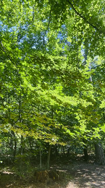 FORÊT DE VERZY Forêt