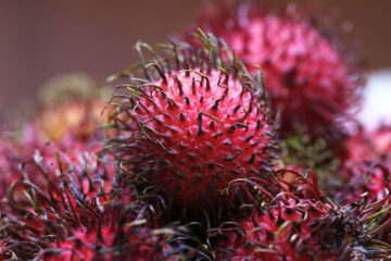 calendrier lunaire du 19 janvier 2022