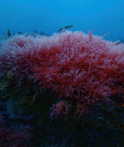 lophocladia lallemandii-Edit Calendrier lunaire du 18 janvier