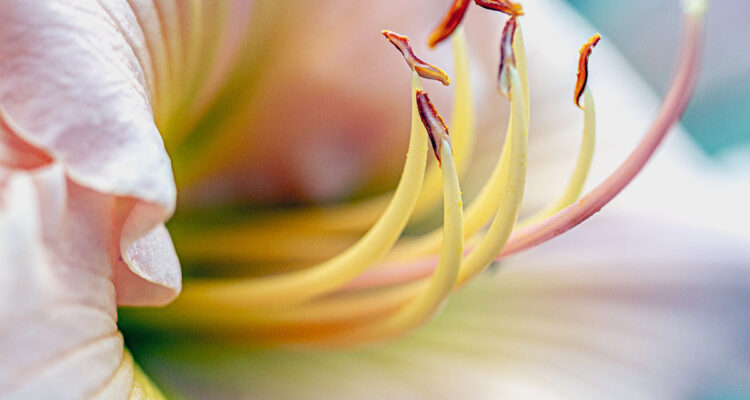 calendrier lunaire du 28 janvier 2022