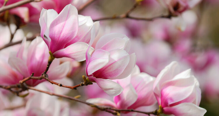 calendrier lunaire du 30 janvier 2022