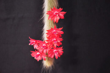 calendrier lunaire du 12 janvier 2022