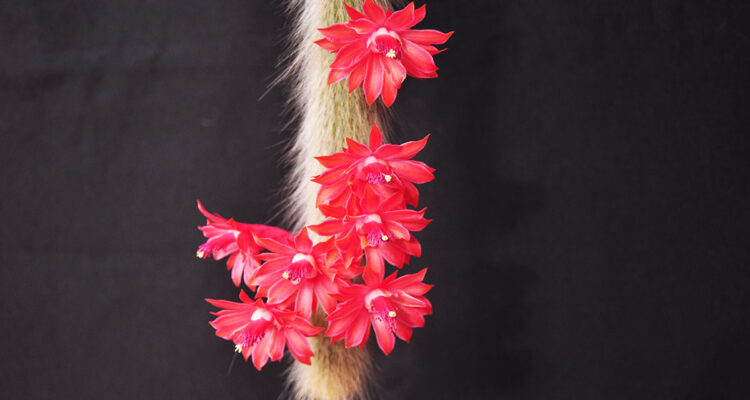 calendrier lunaire du 12 janvier 2022