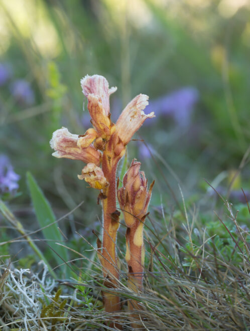 orobanche alba - orobanche du thym - Henrik_L -Edit les orobanches
