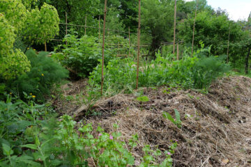 Potage culture en butte forestière