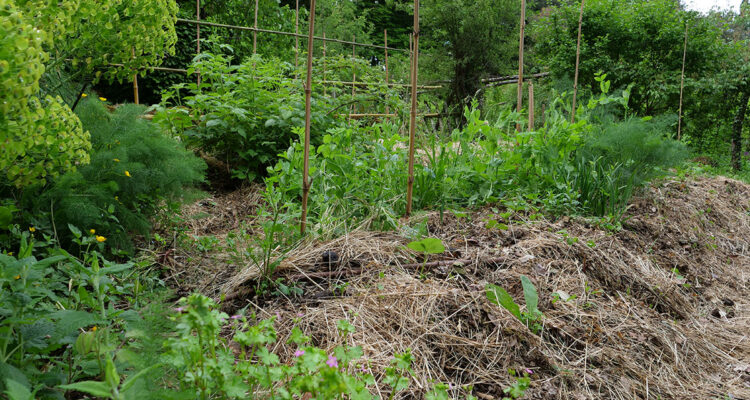 Potage culture en butte forestière