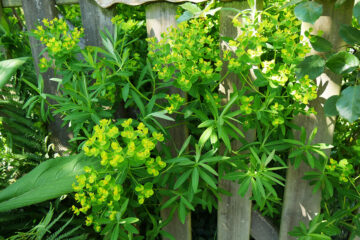 calendrier lunaire du 17 janvier 2022