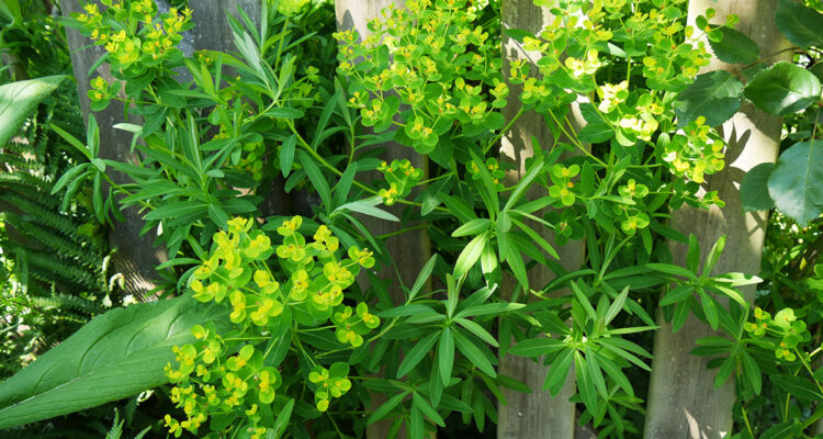 calendrier lunaire du 17 janvier 2022