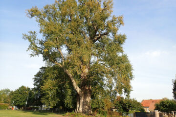 amandine polet et la Pouplie