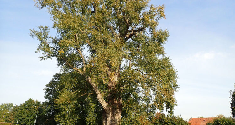 amandine polet et la Pouplie