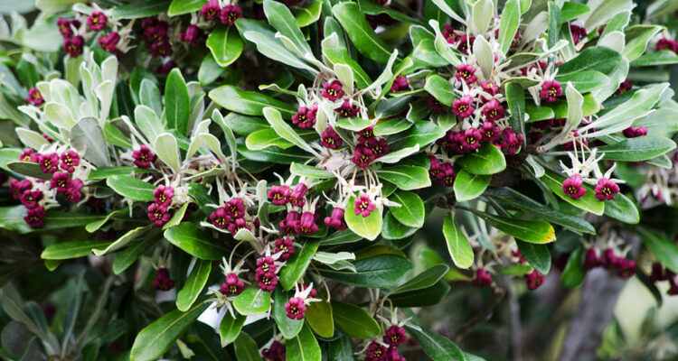 calendrier lunaire du 27 janvier 2022