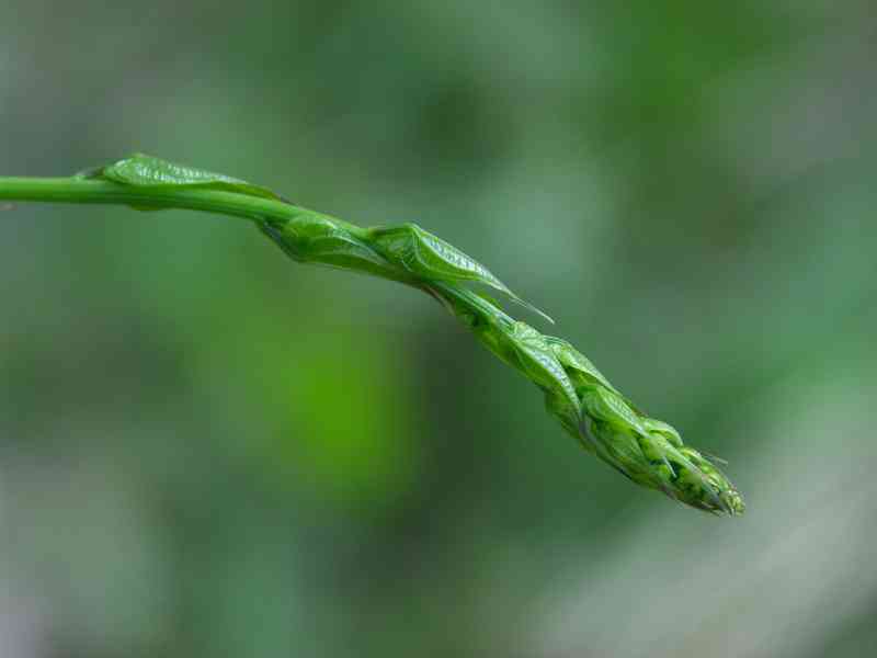 Reponchon_cap - Julien_31 connaissez vous le repounchou