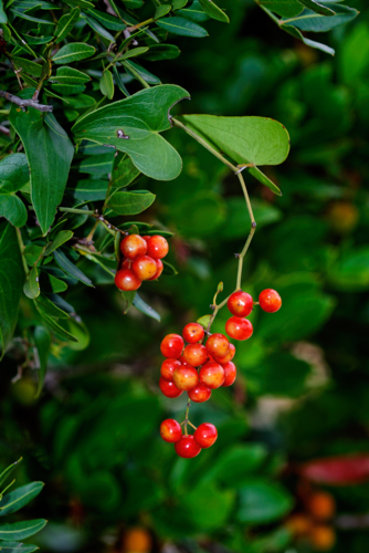 repounchou - dioscorea communis - Goran Safarek -Edit Connaissez-vous le répunchou