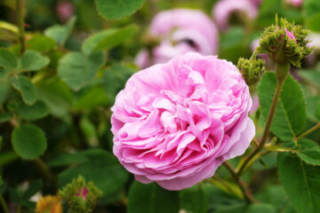 4 rosiers originaux