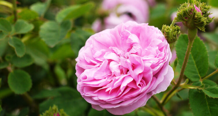 4 rosiers originaux