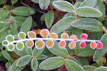 calendrier lunaire du 18 janvier 2022