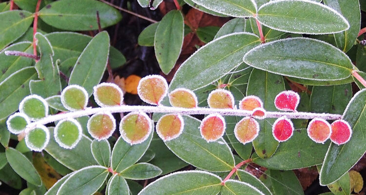 calendrier lunaire du 18 janvier 2022