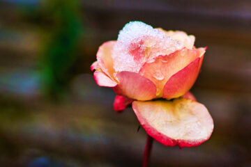 Calendrier lunaire du 11 janvier 2022