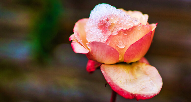 Calendrier lunaire du 11 janvier 2022