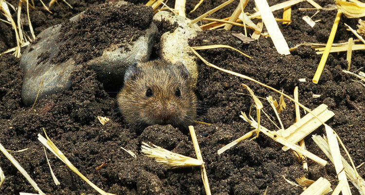 Ces campagnols qui nous rendent dingos