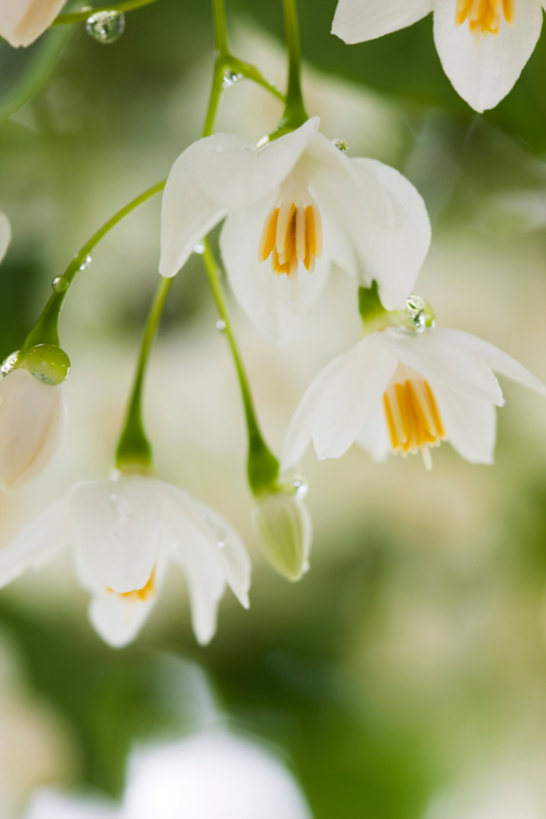 styrax - gyro -Edit le styrax, un arbuste méconnu