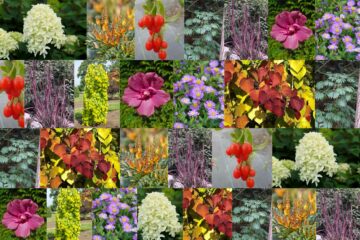 Multiflores