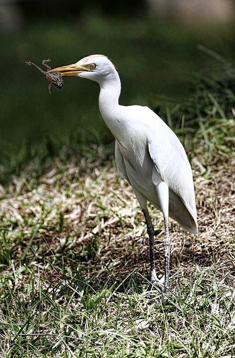 472px-Bubulcus_ibis_-Gambia_-frog_in_beak - stuart Burns Les autres hérons en France