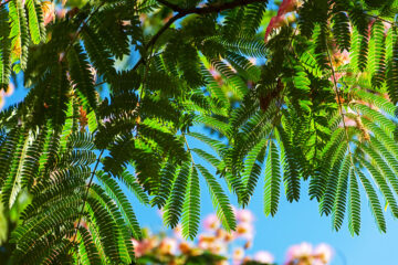 Arbres. Vite de l'ombre