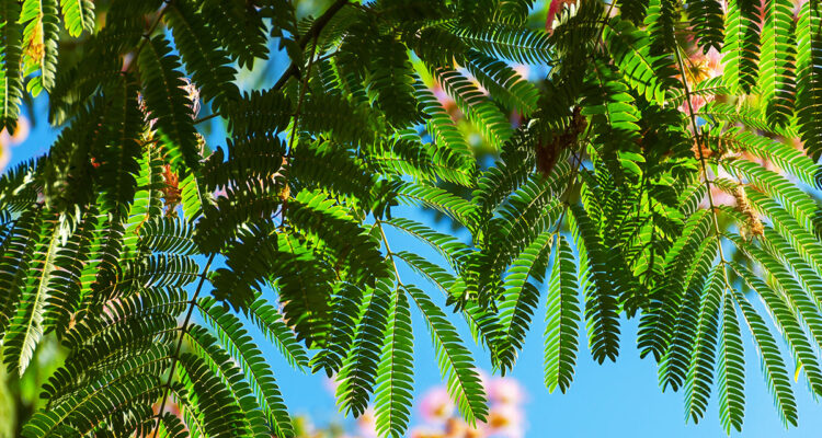 Arbres. Vite de l'ombre