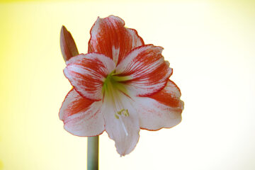 Calendrier du 18 février 2022